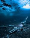 DEEP DIVES: STUNNING IMAGES FROM THE UNDERWATER WORLD