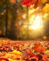 THE ULTIMATE GUIDE TO AUTUMN