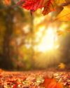 Ultimate Guide To Autumn