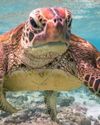 TICKED-OFF TURTLE PHOTO WINS 2020 WILDLIFE COMEDY AWARDS