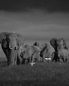 THESE CAPTIVATING IMAGES WILL HELP SAVE ELEPHANTS