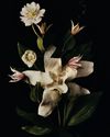 Flower Power14