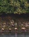 Wildlife Spotting in BRITISH COLUMBIA