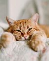 CATTITUDE ADJUSTMENT