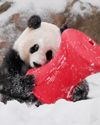 Giant Pandas Are Embracing the Winter Weather!