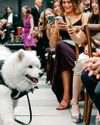 Couple's Internet Celebrity Dog Is the Star of Their Wedding9