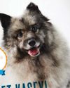 Meet Kasey! - Crowned World's Cutest Rescue Dog9