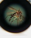 Are mosquitoes getting more dangerous? - It's not news that mosquitoes carry a number of viruses and parasites that can be harmful to human health, including malaria, dengue, yellow fever, chikungunya, West Nile virus, and eastern equine encephalitis.