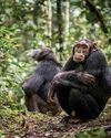 Animals understand death too - In 2018, field researchers in Uganda came across an unusual sight: a female chimpanzee carrying an infant she had recently given birth to that was affected by albinism, an extremely uncommon condition in this species that gives their fur a striking white color.