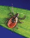 What is 'American Malaria' and Are You at Risk? - Few things will leave you feeling quite so icky as returning from a jaunt outside and finding a tick clinging to your skin