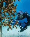 Coral Reefs In Peril Coral Reefs In Peril