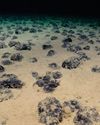 Valuing Our Oceans Valuing Our Oceans