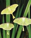 The luna moth that saved me The luna moth that saved me14