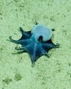 Blue octopus Blue octopus3