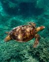 JEWEL OF THE SEA JEWEL OF THE SEA24