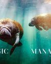 the MAGIC of MANATEES