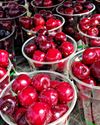 Cherry Country11