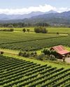 New Zealand's Success Story - From small beginnings, the country's wines have ascended to global prominence