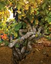 ZIN VINEYARDS AT 100 YEARS... AND COUNTING Wine Spectator