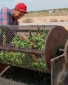 Green Gold Wine Spectator