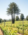 SENSES: IN THE HEART OF WEST SONOMA COAST12