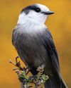 Food-Focused and Fierce - Meet Canada jays and learn why they eat almost anything they can find