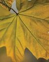 Maple Mania - Amazing facts about this fall foliage mainstay Maple Mania - Amazing facts about this fall foliage mainstay