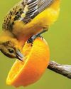 Sense or Nonsense? - Why some birds can taste and smell - but others can't