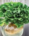 Basics of Hydroponics Basics of Hydroponics