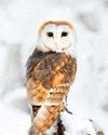 All About Owl Pellets All About Owl Pellets