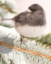 Joy To The Juncos