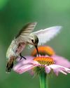 ULTIMATE GUIDE TO Hummingbirds