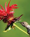 Pollinator Magnet
