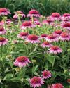 Birds & Blooms