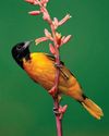 Birds & Blooms