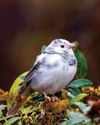 Birds & Blooms