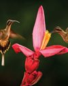 Birds & Blooms