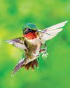 Birds & Blooms