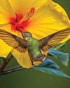 Hummingbird Tales