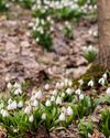 To Patterson Plants Bulbs In Containers For Spring