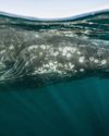 LA ROUTE DES baleines