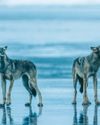 The amazing SEA WOLVES OF THE Great Bear Rainforest