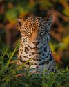 BIG CAT COUNTRY14