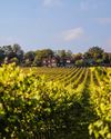 Vineyard restaurants2