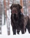 The Canine Camping Companion