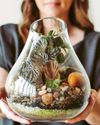 How to...Create an open terrarium