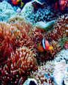 ‘Our secret world of corals’ ‘Our secret world of corals’7