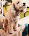 Furry favourites PAMPER YOUR PET18