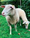 New Zealand Listener