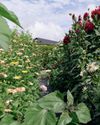 Blooming PASSION Your Home and Garden
